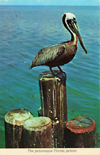 Postcard A Picturesque Florida Pelican picture