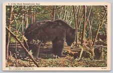 A Big Black Pennsylvania Bear Inset View Vintage Linen Postcard picture