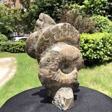 6LB TOP Natural Beautiful ammonite fossil conch Crystal specimen healing1599 picture