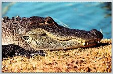 Huge Alligator Head, Everglades National Park, Florida - Postcard picture