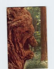 Postcard Old Man Burl Redwood Trees California USA picture