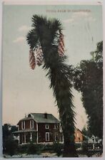 Vintage Postcard Yucca Palm in California 1909 AA25 picture
