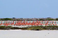 photograph of a huge flock of flamingos picture