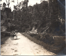 Malaysia, Malacca, Man in the Forest, Vintage Print, ca.1900 Vintage Print  picture