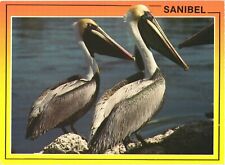 Two Beautiful Florida Brown Pelican, Sanibel Island, Florida Postcard picture