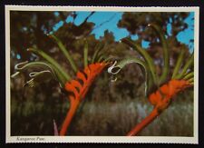 Kangaoo Paw Westernern Australia's Floral Emblem c1970's Postcard (P238) picture