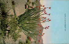 Postcard: OCOTILLO ON THE DESERT-M7 picture