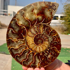 1.15LB Rare Natural Tentacle Ammonite FossilSpecimen Shell Healing Madagascar picture