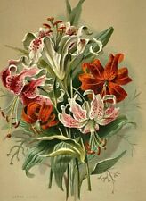 c.1880s Victorian Trade Card Japan Japanese Lilies Floral Lovely picture