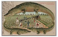Langsdorf Alligator Border S 654 Greetings from the Sunny South Cotton Postcard picture