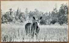Moose In Superior National Forest. Minnesota. Real Photo Postcard. RPPC picture