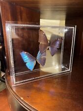 Pair Of Blue Framed Butterflies picture