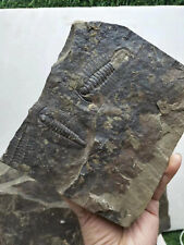 540 Million Year Old Cambrian Trilobite fossil Changaspis elongata fossil picture