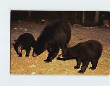 Postcard Mother Bear and Cubs picture