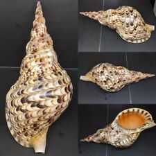 Large Natural Conch Triton Sea Shells Rare Real Aquarium Home Decor Nice 12
