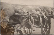 1915 PINE CITY, Minnesota RPPC Photo Postcard AFTER THE HUNT Deer on Horse Wagon picture