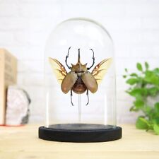 Elephant Beetle Insect Bug Handcrafted Entomology Taxidermy Glass Bell Jar picture