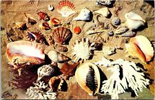 View Variety Shells Myrtle Beach Sand Thorny Oyster Fighting Conch Postcard UNP picture