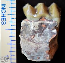 Oreodont Juvenile Lower Tooth, Merycoidodon Fossil, Badlands, S Dakota, O1526 picture