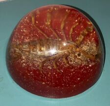 Vintage Large Lucite Paper Weight Real Scorpion ￼fun picture