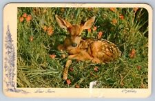 Fawn, Baby Deer, Vintage 1956 Chrome Postcard picture