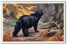 c1905 Black Bear Weber Wildlife Animals Snowfalls Posted Antique Postcard picture