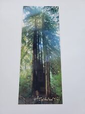 Cathedral Tree Redwood Forest Postcard New picture