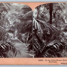 c1890s Edinburg, Scotland Palm House Botanical Gardens Stereoview Real Photo V28 picture