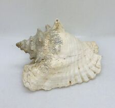 Vintage Large Queen Conch Sea Shell Natural Seashell Specimen Beach Art Decor 00 picture
