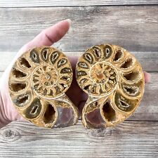 Ammonite Fossil Pair with Calcite Chambers 246g, Polished picture
