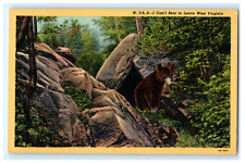 Postcard WV Humor Black Bear I Can't Bear to Leave West Virginia Greetings c1934 picture