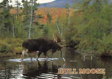 Postcard Bull Moose in Autumn Wildlife Portraits by Mark Picard Forest Woods 6x4 picture