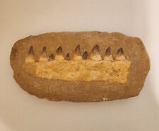 Large Mosasaur Mosasaurus Jaw Fossil Unique Extra Teeth Amazing Condition picture