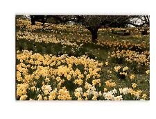 McLaughlin’s Daffodil Hill Field of Flowers Vintage Chrome Postcard picture