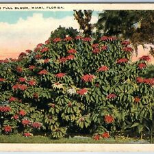c1920s Miami, Fla Poinsettia Full Bloom Flowers White Border Litho Photo PC A220 picture