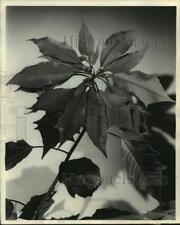 1954 Press Photo Large Poinsettia bloom - mjb86747 picture