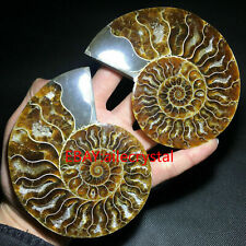 A pair Natural ammonite fossil conch Crystal specimen healing random 1PC picture