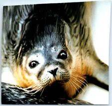 Postcard - Seal picture