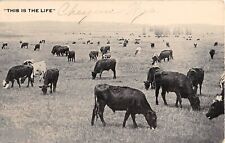 Cattle Grazing in Cheyenne, Wyoming on 1917 Postcard - This Is The Life - 3288 picture