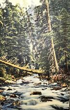A Mountain Stream In The Southwest Linen Vintage Postcard Appalachian  picture