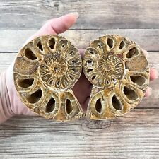 Ammonite Fossil Pair with Calcite Chambers 286g, Polished picture