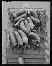 Union Stockyards,Chicago,Cook County,Illinois,IL,Farm Security Administration,5 picture