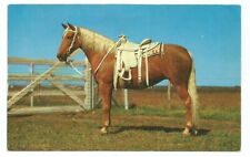 Greetings Pottsville PA Postcard Pennsylvania Horse Vintage picture