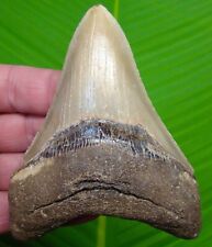 MEGALODON SHARK TOOTH  - 4 & 7/16 -  - w/ DISPLAY STAND  - MEGLADONE picture
