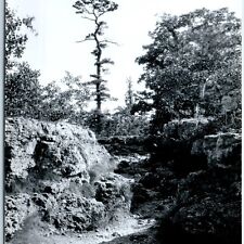 c1950s Strawberry Point, IA RPPC Backbone State Park Sentinel Pine Tree PC A109 picture