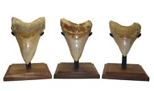 MEGALODON SHARK TOOTH - DISPLAY STAND - size MEDIUM - REAL WOOD BASE picture
