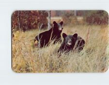 Postcard A Pair Of Black Bear Vacationland Scene picture
