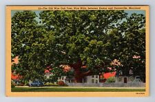 Centerville MD- Maryland, Old Wye Oak Tree, Wye Mills, Antique, Vintage Postcard picture