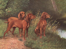 HUNGARIAN VIZSLA CHARMING DOG GREETINGS NOTE CARD BEAUTIFUL GROUP OF THREE DOGS picture