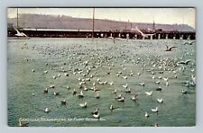 Puget Sound WA, Seagulls, Scavengers, Washington Vintage Postcard picture